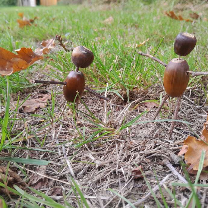 Créations végétales de fin d'année