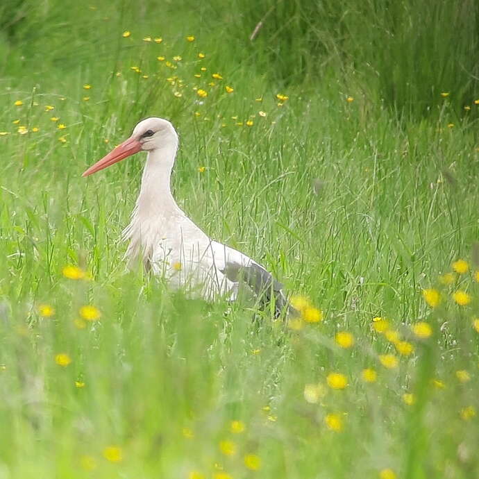 Sortie oiseaux au Marais Audubon, autrement dit au Pays des Cigognes