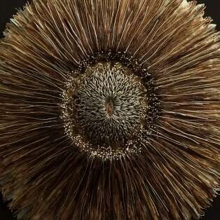 EXPOSITION : HISTOIRES NATURELLES DE CATHY HIRCHENHAHN