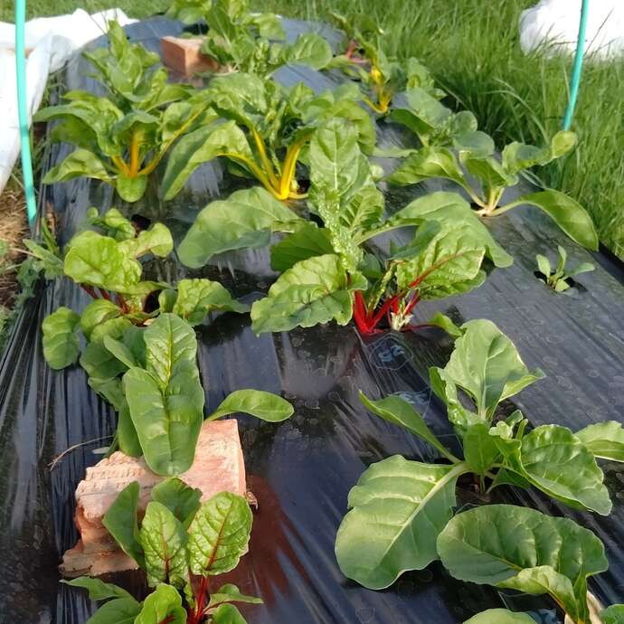 Micro ferme maraichère "La Ferme du Bas Taillis"