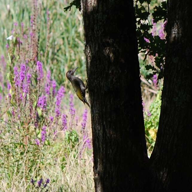 LE PIC VERT (Le Cri du Pic Vert)