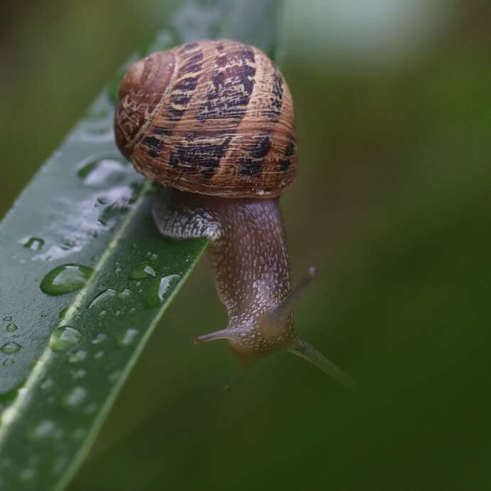 LIMERO L'ESCARGOT MAYENNAIS