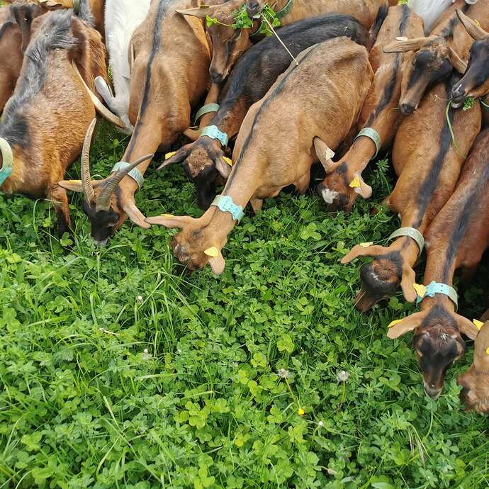 Fermes en fête à la fromagerie Lahore