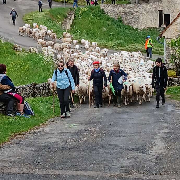 Repas de la Transhumance, à Séniergues