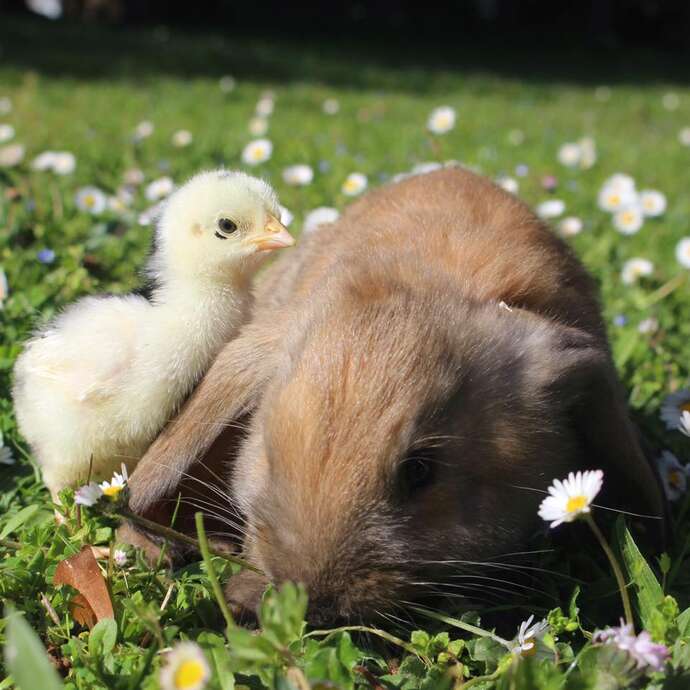 Journée de Pâques au Parc animalier - La chasse à l'oeuf d'or