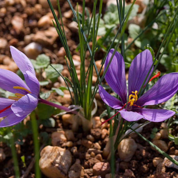 Fête du Safran du Quercy à Cajarc
