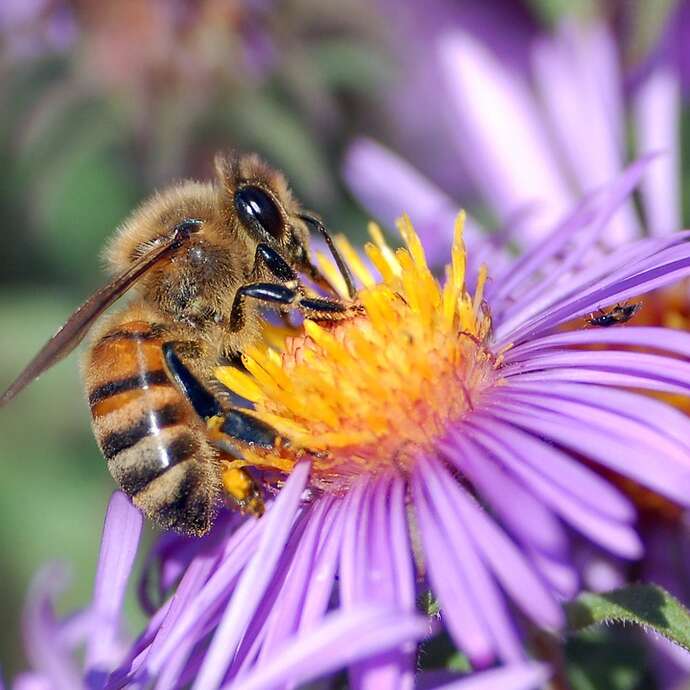 Fête du miel, de l'abeille et de la biodiversité