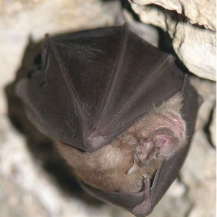 La nuit de la chauve-souris au Château d’Assier