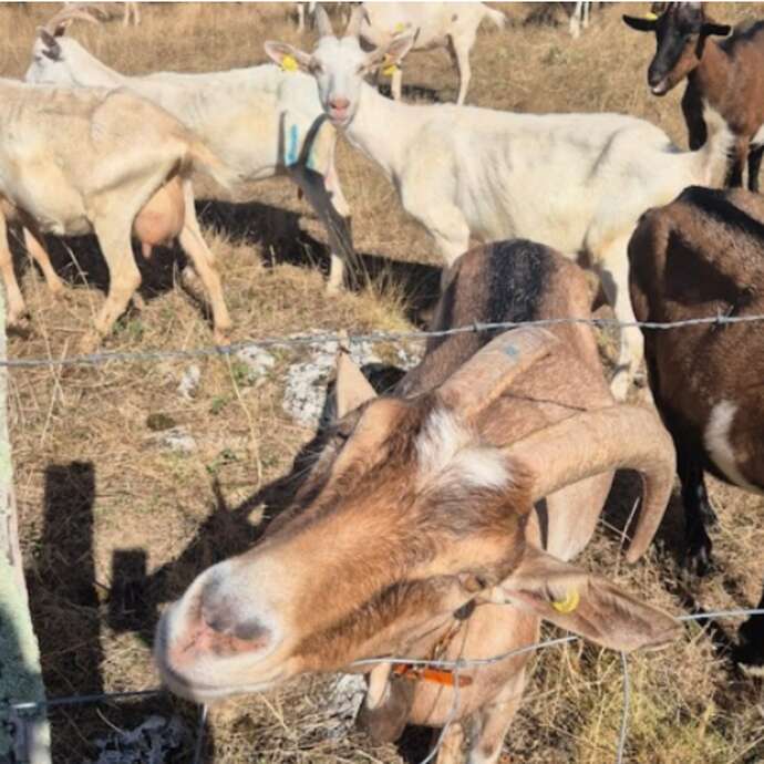 Fermes en fête à la ferme de Michaubas