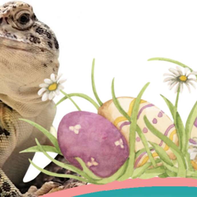 Weekend de Pâques à Reptiland