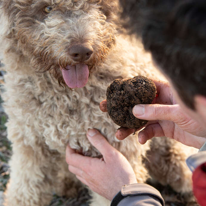 Marché primé aux truffes de Saint-Céré