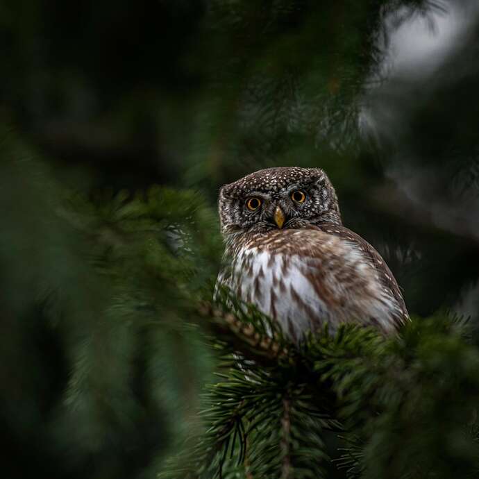 Les "Rendez-vous Nature" en famille : "Veillée et balade crépusculaire" au Jardin Bourian