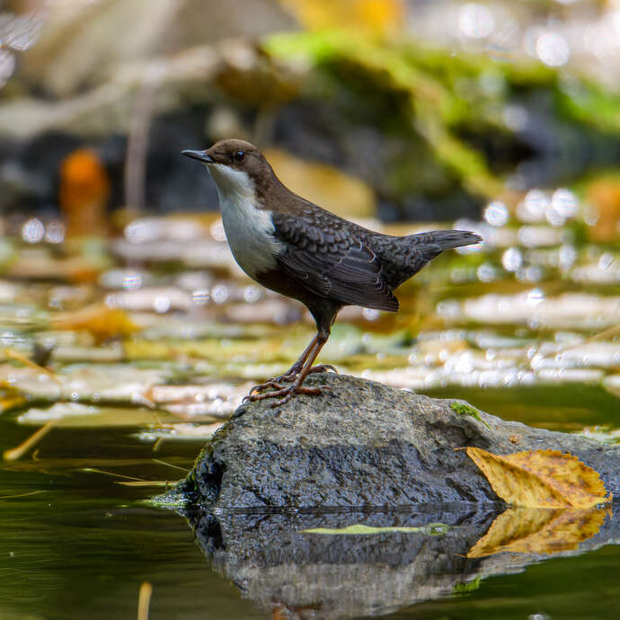 Les mystère de l’eau et du vivant de la vallée du Célé
Fête de l’eau - Célé’té !
