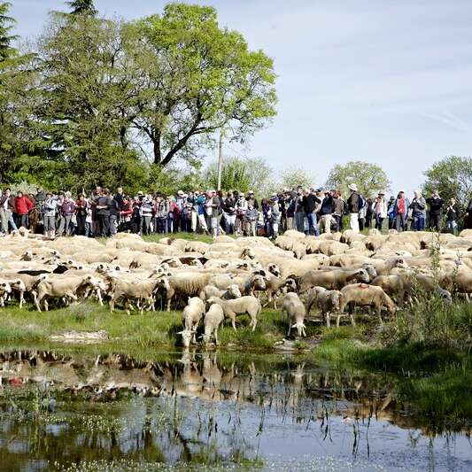 Transhumance de Rocamadour à Luzech