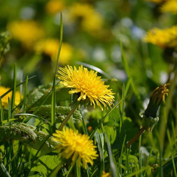 Sortie nature "Histoire et usages des plantes"