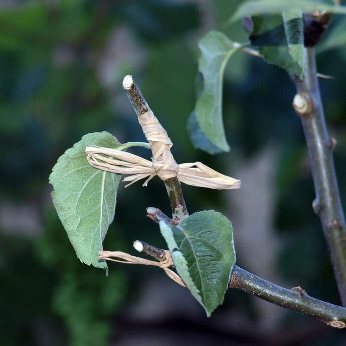 Atelier-goûter : "Apprendre à greffer !" au Jardin Bourian