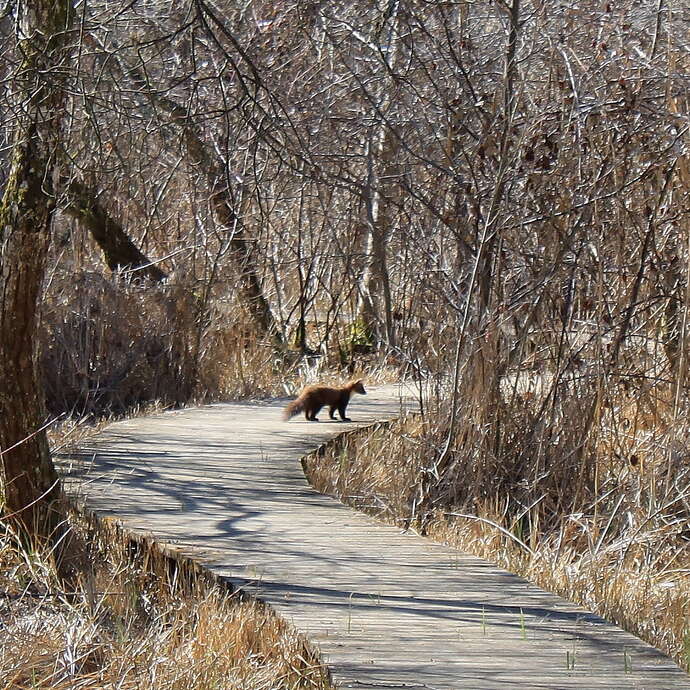 Marais de Bonnefont "Les arbres et leur santé"