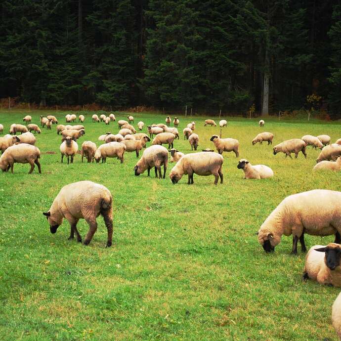 Sortie Nature "Quels points d'équilibre entre pastoralisme et biodiversité" dans la Vallée de la Masse
