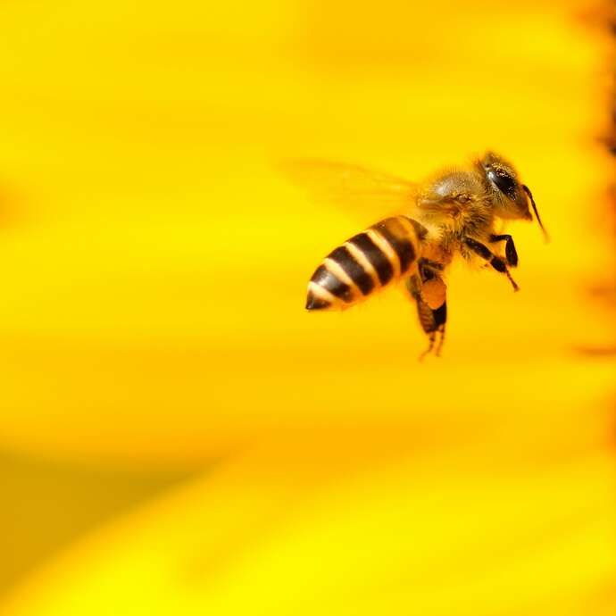 Fête de l'abeille "Apifolies"