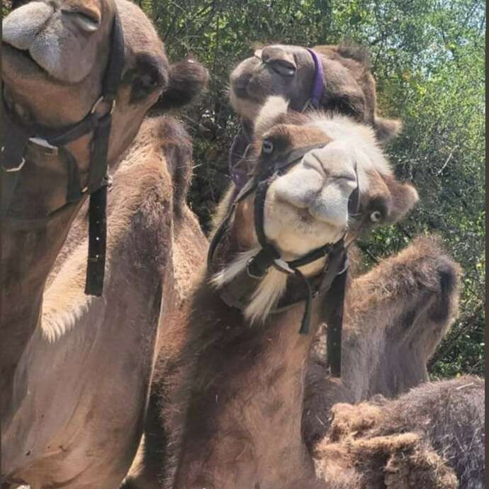 Fermes en fête au Camel Ranch