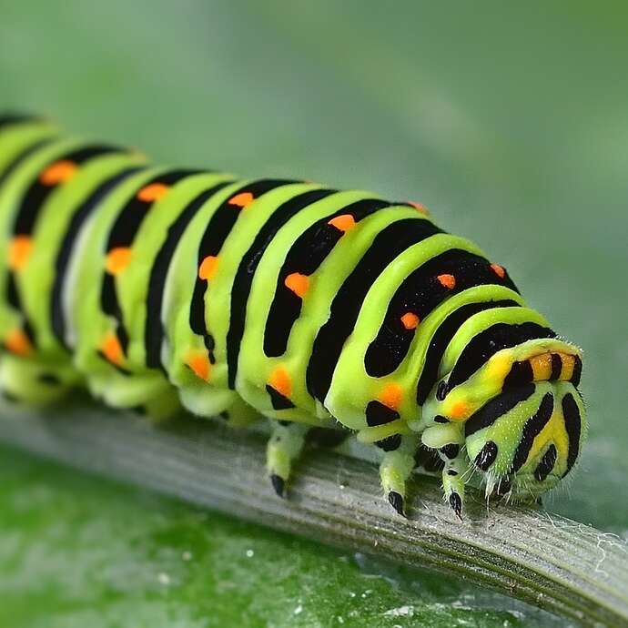 Atelier-goûter "Découverte des chenilles et papillons" au Jardin Bourian