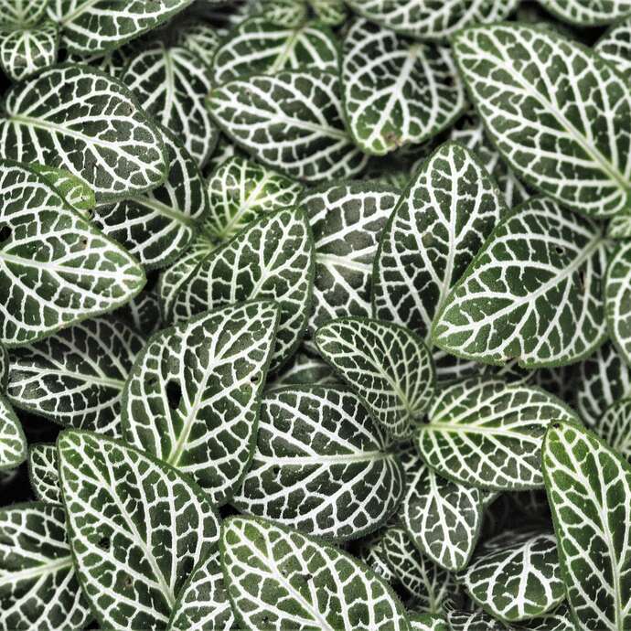 Biennale de Gourdon "Végétal"