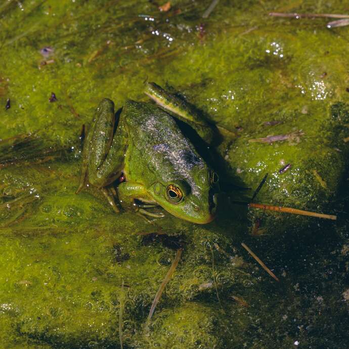 Le Marais en automne, nature et plantes pour l'hiver