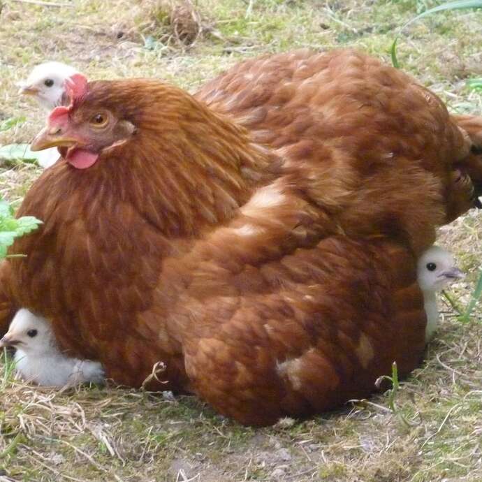 43ème  exposition avicole