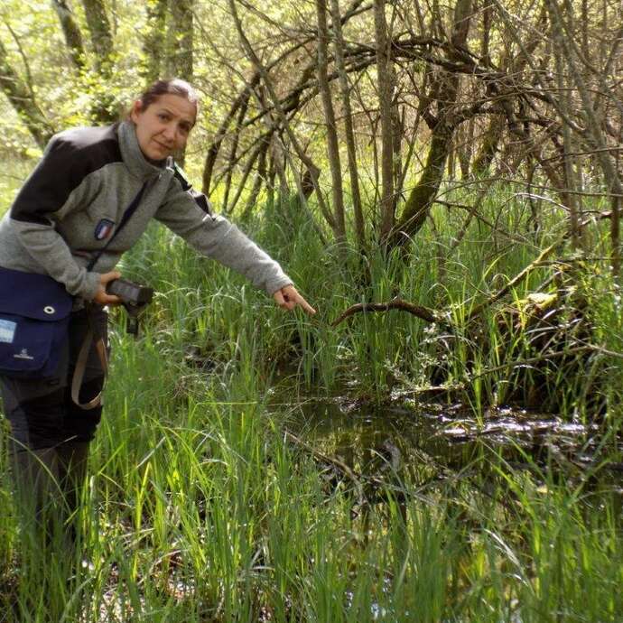 Explorez le Marais de Bonnefont : une aventure immersive au cœur de la biodiversité !