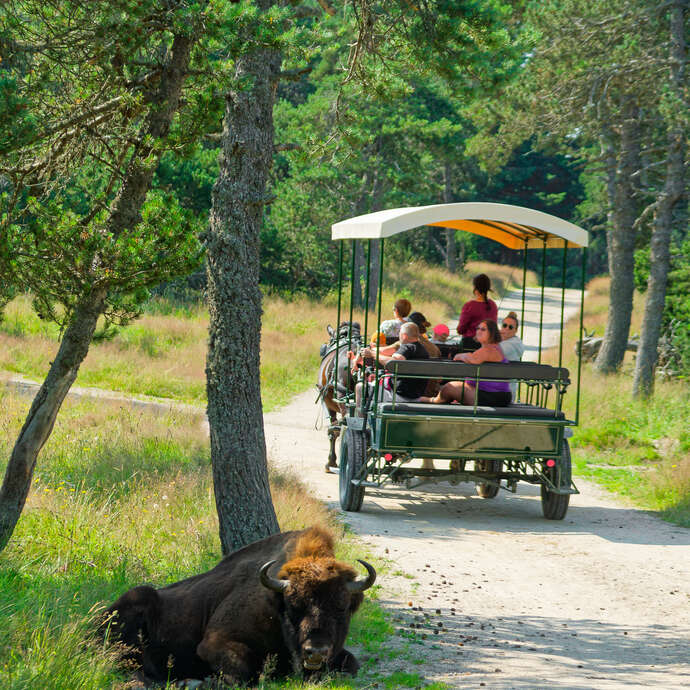 RESERVE DES BISONS D'EUROPE