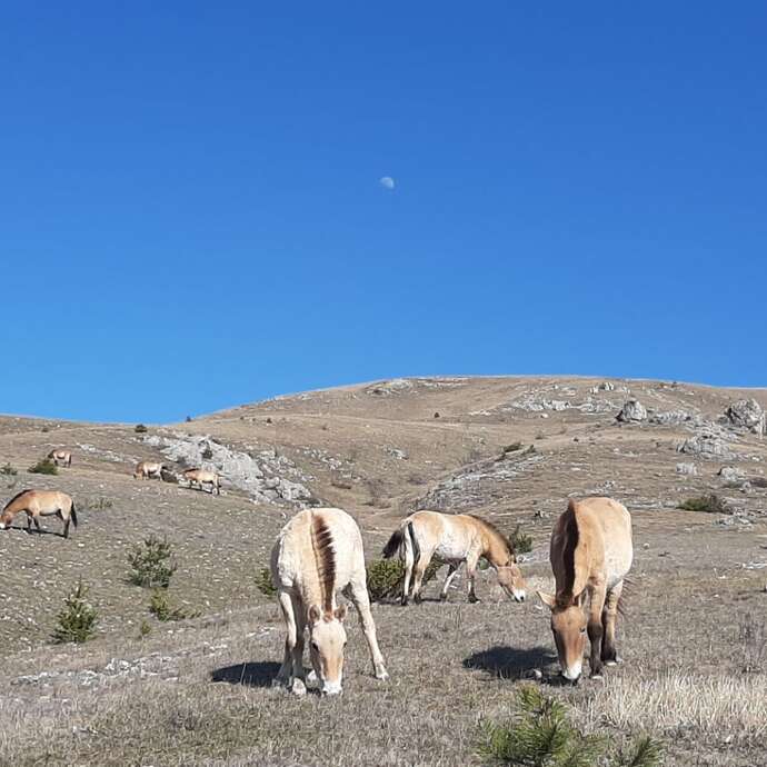 ASSOCIATION TAKH - CHEVAUX DE PRZEWALSKI