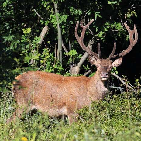 BRAME DU CERF