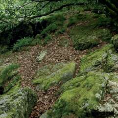 Aux racines de la Forêt