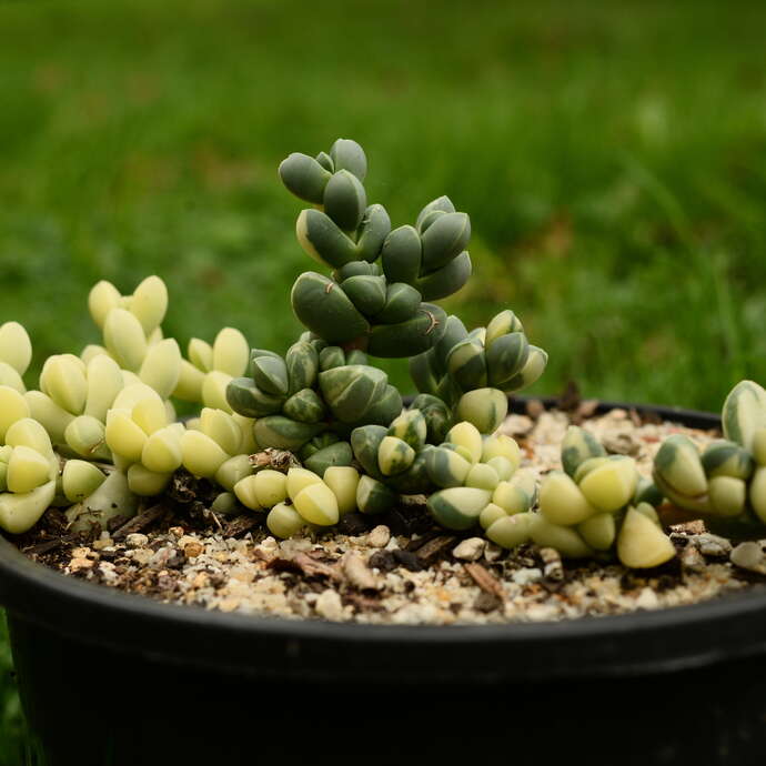 Portes ouvertes - Simplement Succulentes