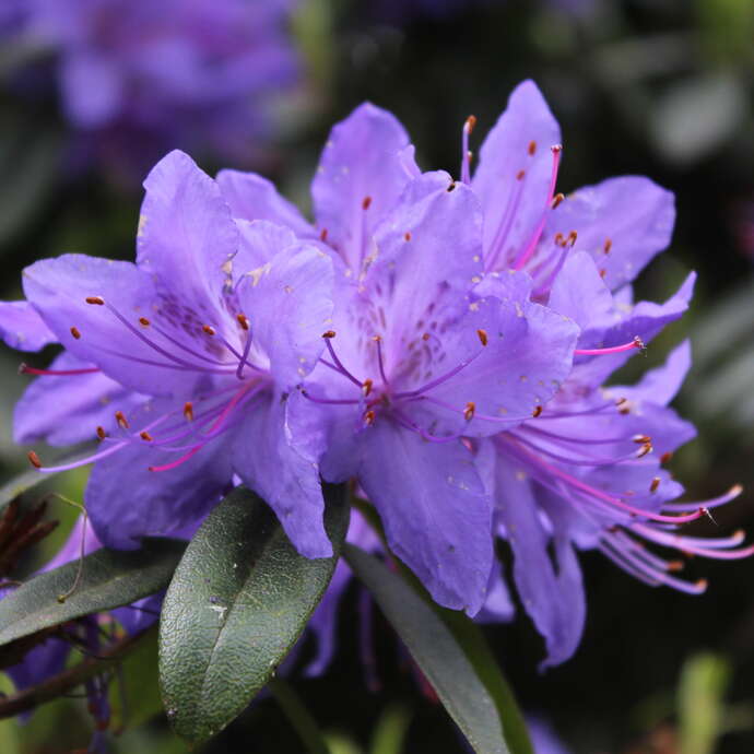 Pleine saison des Rhodos aux Jardins des Renaudies