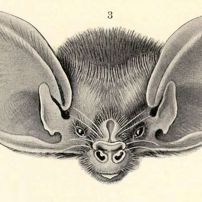 La symphonie des Chauve-Souris