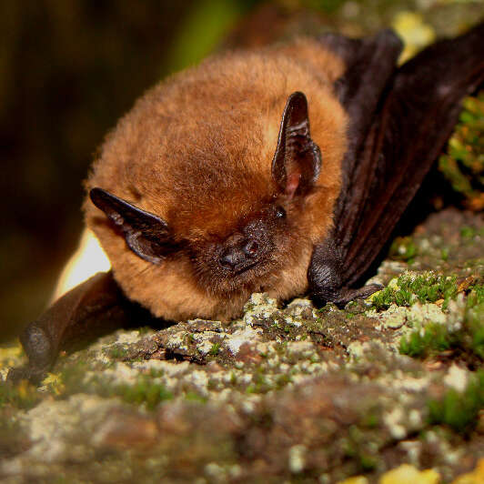 Nuit de la chauve-souris Nuit de la chauve-souris