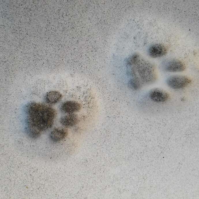 Les petites traces