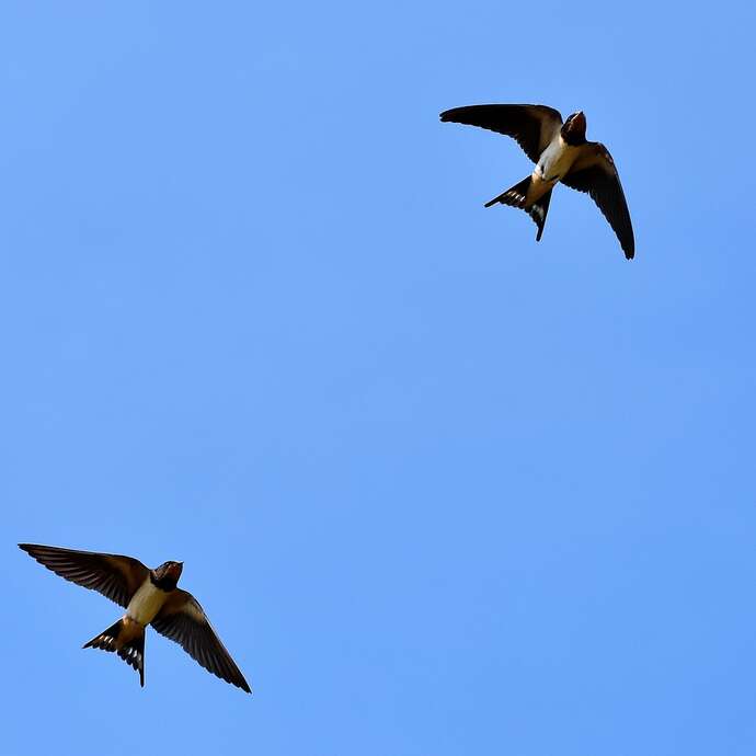 FORMATION OISEAUX DU BATI