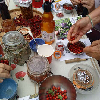 Ateliers-cueillettes de plantes sauvages