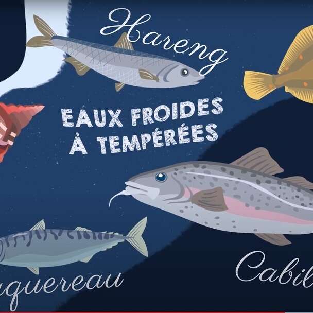 P'tite visite sur les poissons