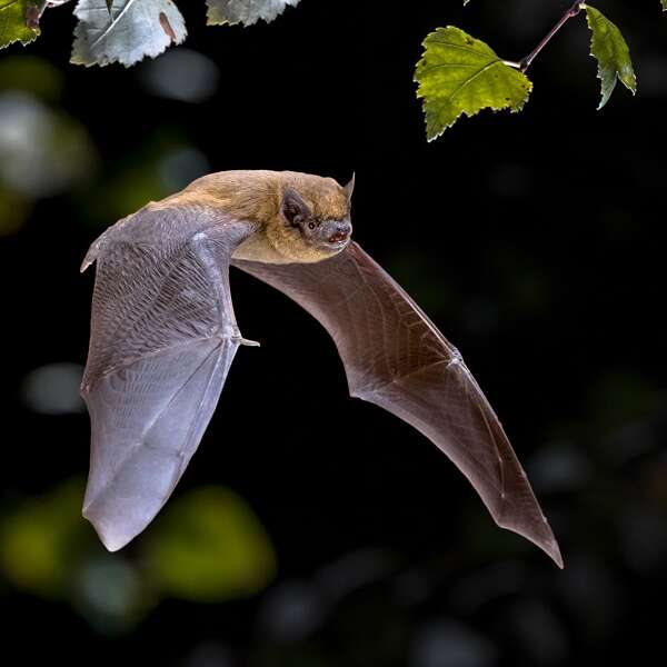 Nuit internationale de la chauve-souris
