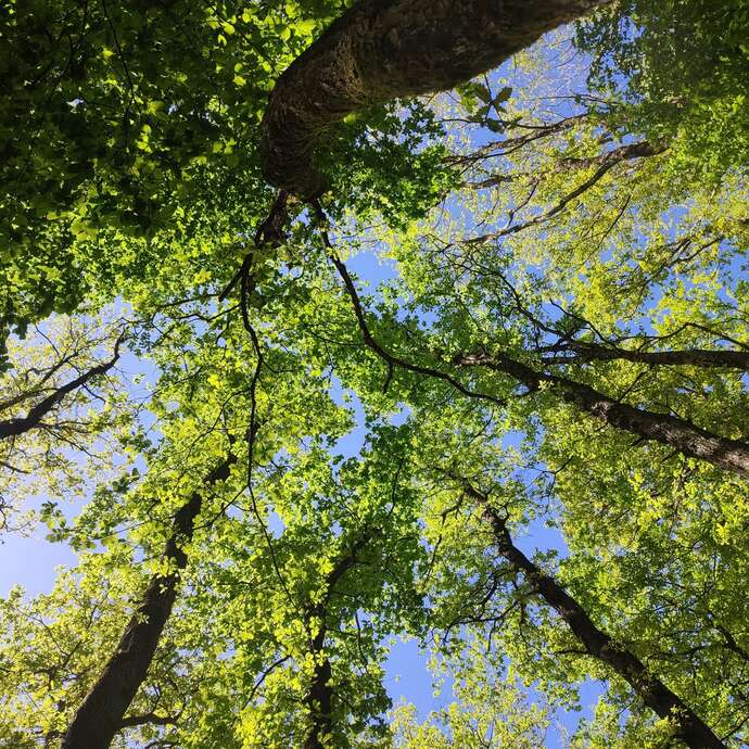 Sophro nocturne en forêt – Tambour & marche en forêt