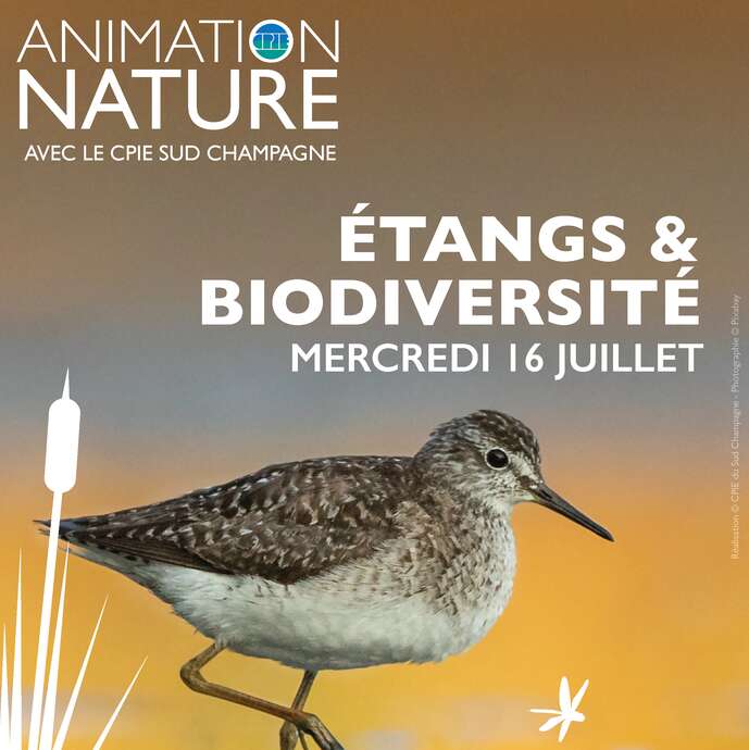 Sortie Nature CPIE - Etangs et biodiversité