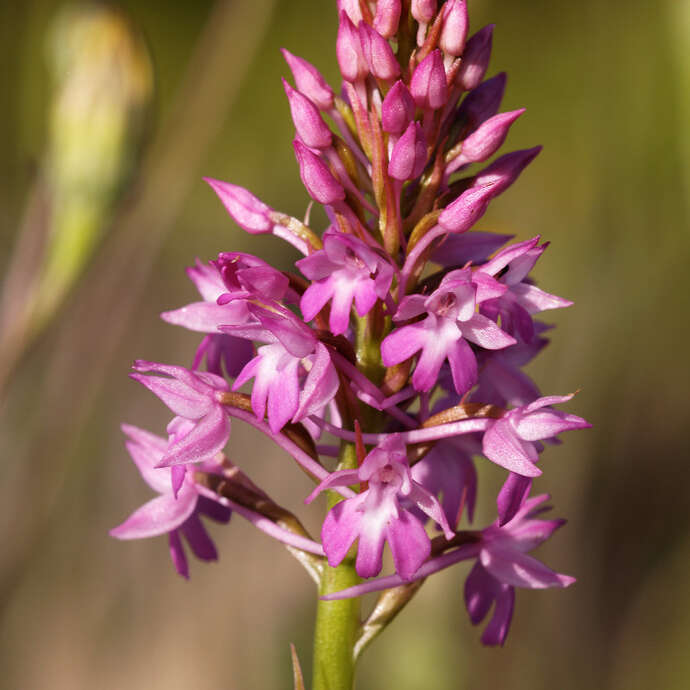 Escapades : Découverte des orchidées