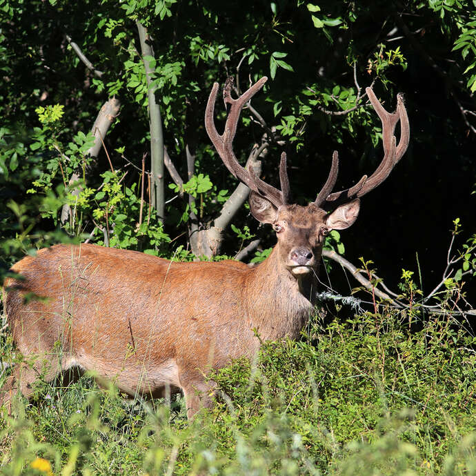 A LA DECOUVERTE DU ROI DES FORETS