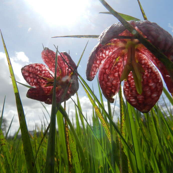 Sortie nature "Les exceptionnelles prairies de Brée"