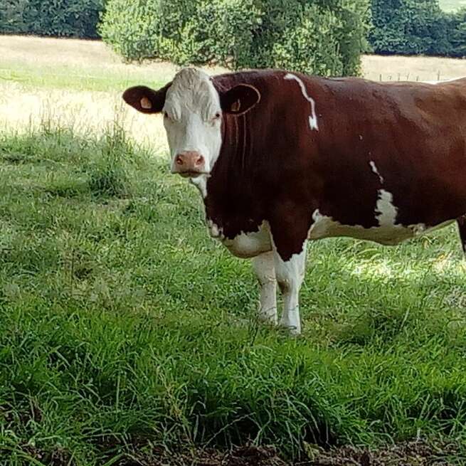 CENTRE ÉQUESTRE DE LA CHEVRIE