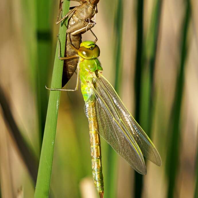 À la rencontre du peuple de l’eau