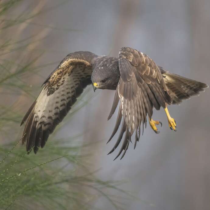 Quand chante le printemps